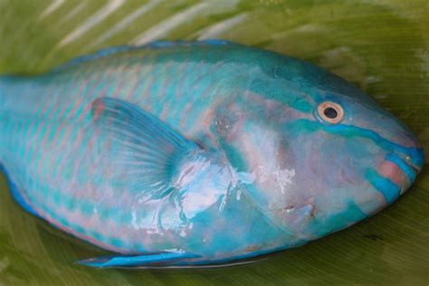 Parrot fish also known as Loro fish from food of The Philippines