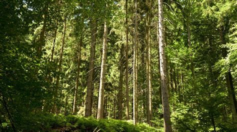 Central-North Black Forest Nature Park in Baden-Württemberg - Tours and Activities | Expedia