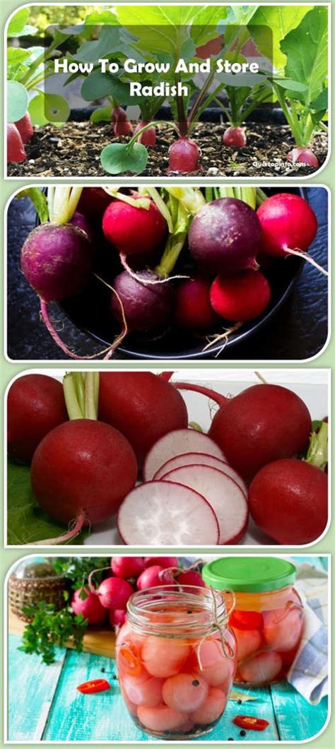 How to Cultivate Radish: Grow,Care,Harvest and Storage Guideline | Radish, Fast growing ...