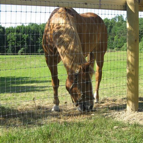 Image result for no climb fence | No climb horse fence, Horse fencing, Field fence