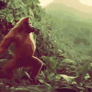 Kit Orangutan GIFs - Find & Share on GIPHY