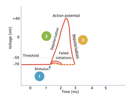 Depolarisation and Repolarisation in the Action Potential (A-level ...