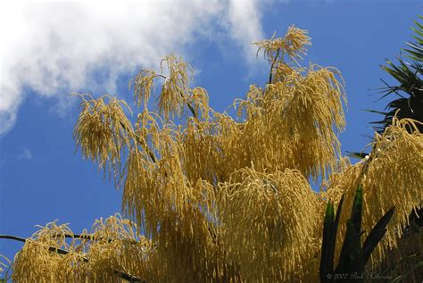 Top of the Talipot Palm | The flowers of the Talipot Palm. S… | Flickr