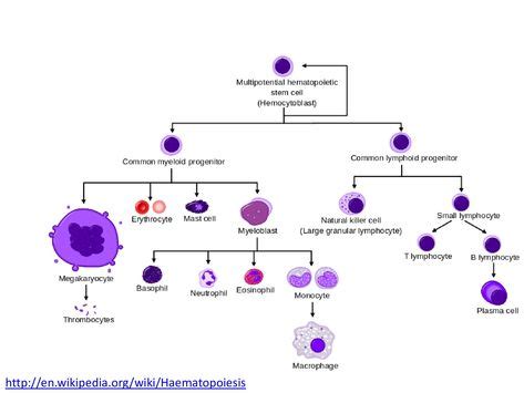 10+ Hematology Slides ideas in 2020 | hematology, medical lab technician, medical laboratory ...