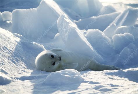 Harp seal pup - Stock Image - Z936/0112 - Science Photo Library