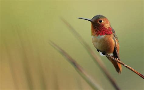 Hummingbird Wallpapers - Top Free Hummingbird Backgrounds - WallpaperAccess