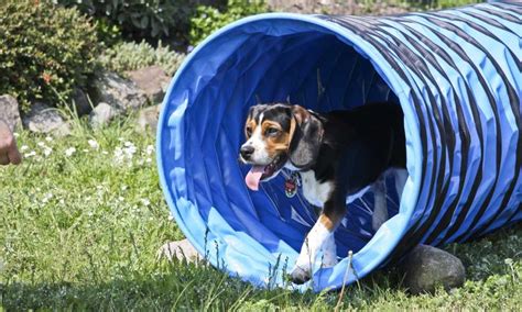 Rosewood Dog Agility Tunnel Review