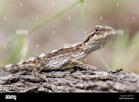 Juvenile Eastern Bearded Dragon (Pogona barbata) attempting to ...