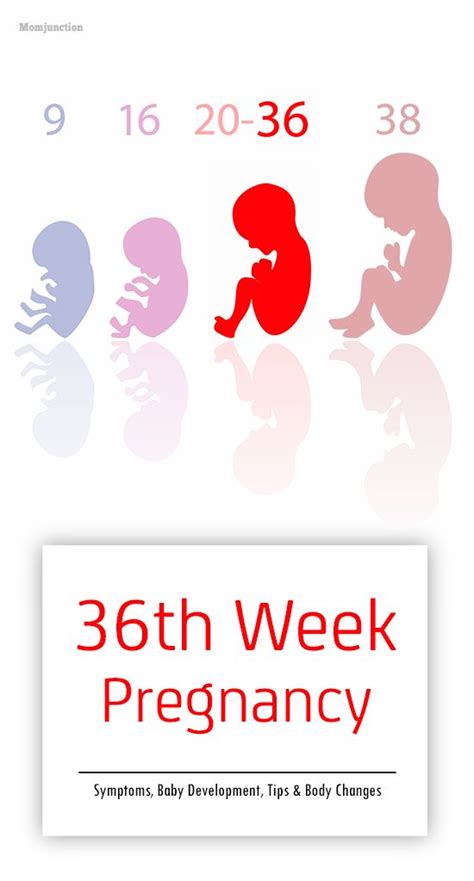 166 best Pregnancy Week By Week images on Pinterest | 36 weeks pregnant ...