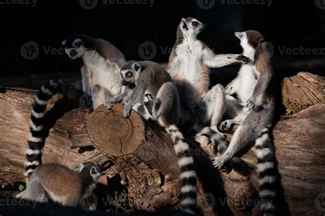 lemur monkeys together 20304820 Stock Photo at Vecteezy