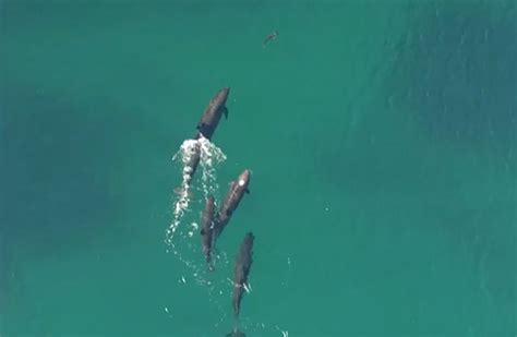 VIDEO: Drone Captures Shocking Finale of a Dolphin Pod Hunting a Lone Shark!