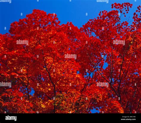 Trees in autumn colours, Hokkaido, Japan, Asia Stock Photo, Royalty Free Image: 16006758 - Alamy