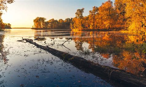 Discover When Leaves Change Color in Illinois (and 5 Beautiful Places to See Them) - A-Z Animals