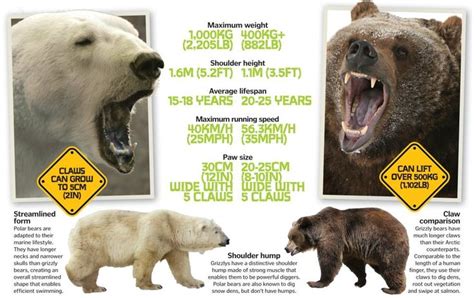 Polar bear vs. Grizzly bear | Polar bear, Polar, Bear