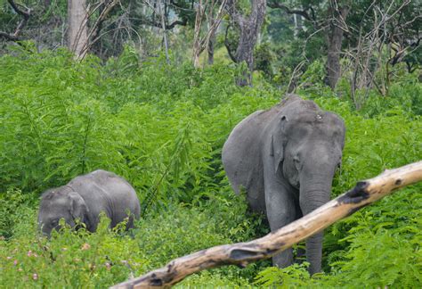 Bandipur National Park-The Best for the National Bird and Animal of India – So Many Travel Tales