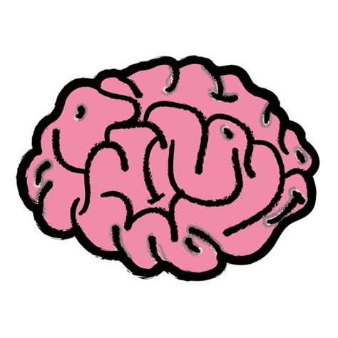human brain anatomy to creative and intellect 655646 Vector Art at Vecteezy