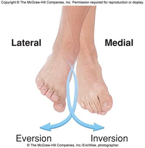 Inversion Eversion Anatomy images