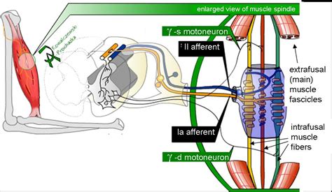 Golgi Tendon Organ And Muscle Spindle