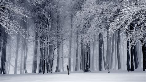 Black And White Photo Of Snow Covered Trees In The Forest HD Nature ...