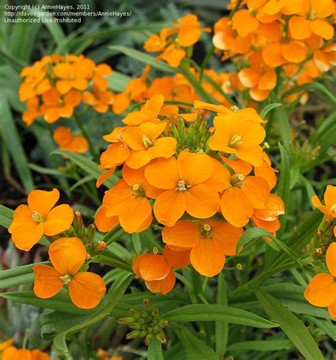 PlantFiles Pictures: Erysimum Species, Siberian Wallflower (Erysimum ...