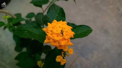 Lantana Plant Care - Grower's and Caregiver's Guide - Puregreeny