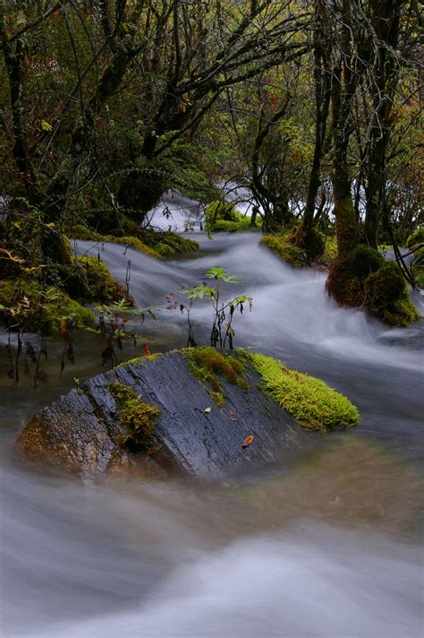 Free Stock photo of Long exposure of a mossy stream | Photoeverywhere