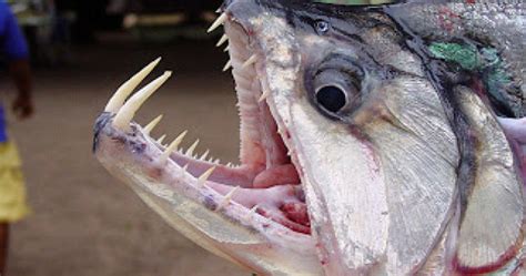 10 Terrifying Creatures Of The Amazon River - Listverse