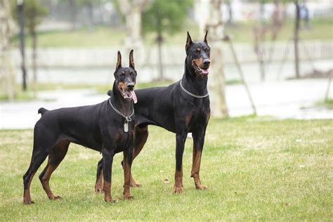 Doberman vs German Shepherd: Which is the Better Guard Dog? - IMP WORLD