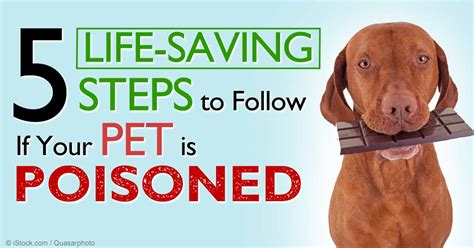 5 Quick Tips for Dealing with a Pet Poisoning Emergency