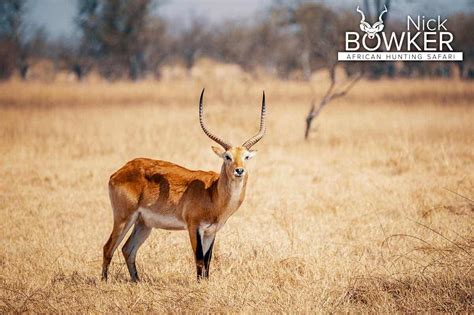 Red Lechwe Hunting in South Africa (Includes Video)