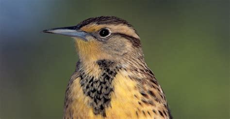 western-meadowlark - Kansas Pictures - Kansas - HISTORY.com