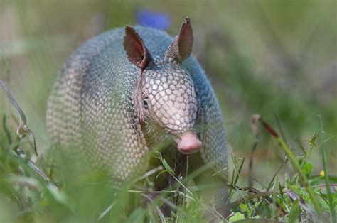 Nine-Banded Armadillo | Sean Crane Photography