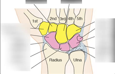 Carpals Diagram | Quizlet