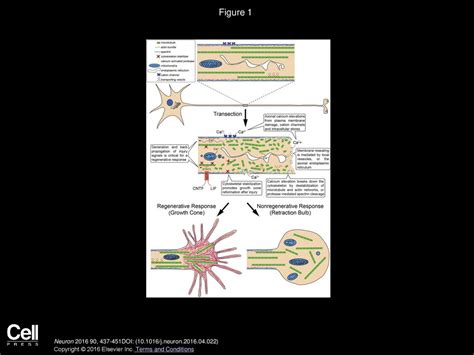 Intrinsic Control of Axon Regeneration - ppt download