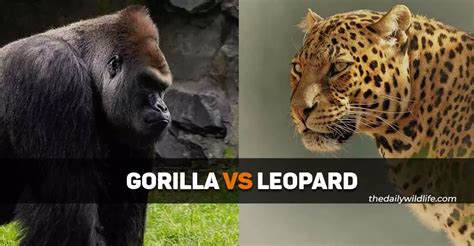 Silverback Gorilla Vs Leopard - Who Would Win In A Fight To Death ...