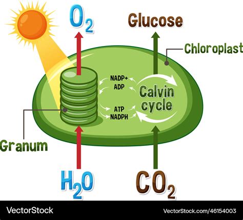 Diagram of photosynthesis for biology and life Vector Image