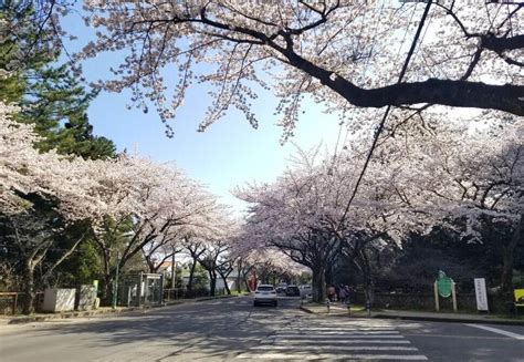 Cherry blossoms in Jeju City - where can you find them?