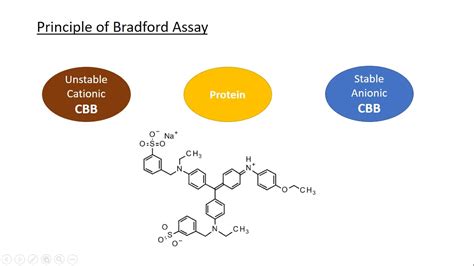 A full explanation about Bradford assay, Coomassie Brilliant Blue and ...