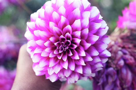 Dahlia flower Pink Dahlia flower. light pink flower. dahlias in several colors with bees, which ...