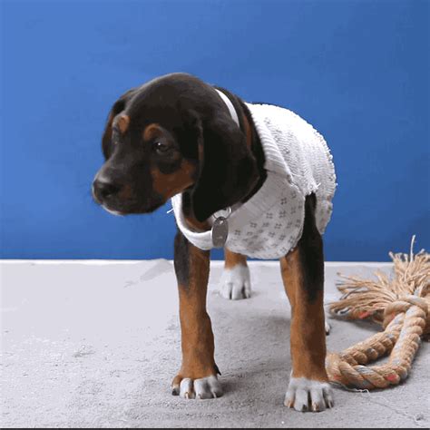 Just A Bunch Of GIFs Of Puppies Wearing Clothes And Being Cute [Video] [Video] | Puppies gif ...