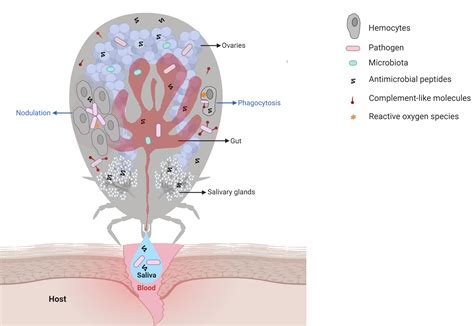 Frontiers | Tick Immune System: What Is Known, the Interconnections, the Gaps, and the Challenges