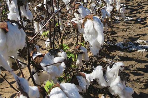 Cotton harvest faces weather challenges - Texas Farm Bureau