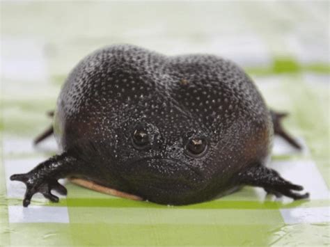 German Black Rain Frog