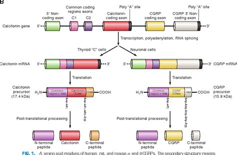 Figure 2 from Calcitonin gene-related peptide: physiology and pathophysiology. | Semantic Scholar