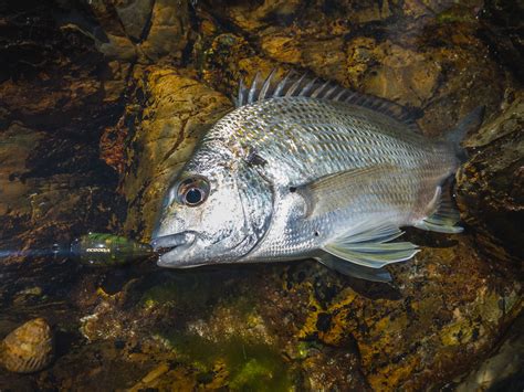 Bream trends: How to catch bream on lures - Fishing World Australia