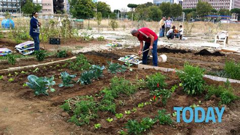 Boom di orti urbani in tre anni: agli italiani piace la verdura "fai da te"