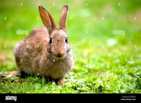 Rabbit hunting hi-res stock photography and images - Alamy