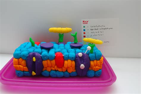 Cell Membrane Model Project