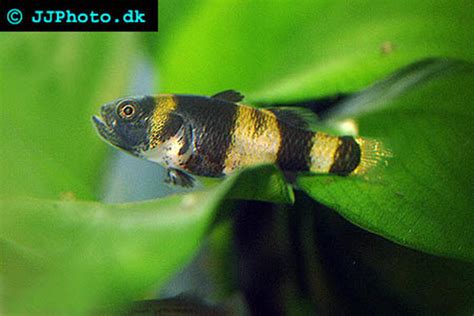 Bumblebee Goby - Brachygobius nunus | Breeding & Care