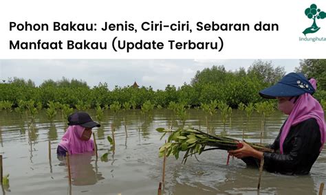 Pohon Bakau: Jenis, Ciri-ciri, Sebaran dan Manfaatnya (2022) – Blog ...